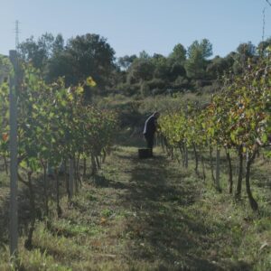 Neix BROC, la nova fira de vi, gastronomia i territori del Berguedà