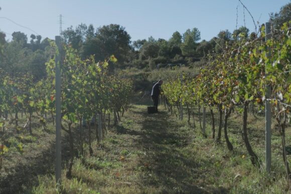 Neix BROC, la nova fira de vi, gastronomia i territori del Berguedà