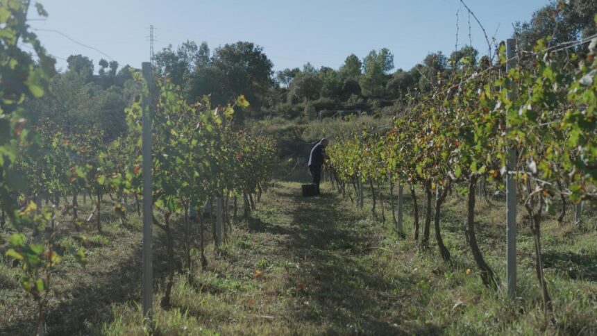 ESPARDENYA I ESCLOP Neix BROC, la nova fira de vi, gastronomia i territori del Berguedà