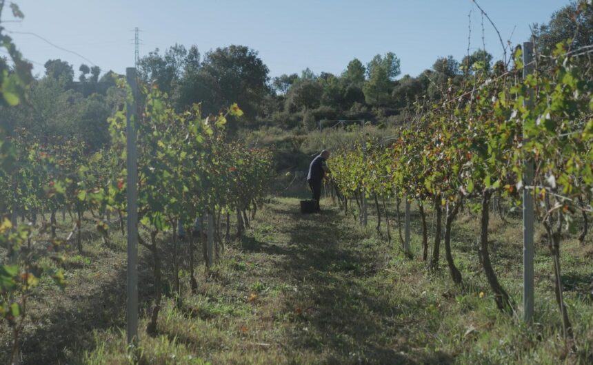 ESPARDENYA I ESCLOP Neix BROC, la nova fira de vi, gastronomia i territori del Berguedà