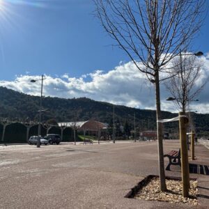 Puig-reig impulsa accions de millora de l’arbrat dels espais públics